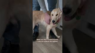 My GOLDEN RETRIEVER Gets Excited To Go for a Walk,  But What Happens Next- Will Surprise You 😱