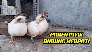 PANEN PIYIK MERPATI WARNA UNIK - MERPATI KUPU KUPU EKOR HITAM