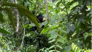 A sun bear building a nest