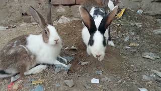 Young life - Baby rabbits and their mom ( Nature View)