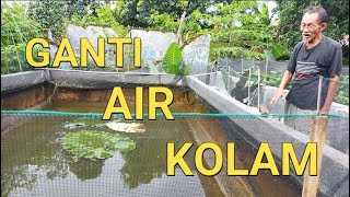 CARA BUDIDAYA IKAN GURAME DI KOLAM BETON || GANTI AIR KOLAM