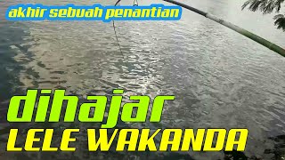 Mancing di Laut Umpan Potongan Ikan Alhasil Dihajar Lele Wakanda