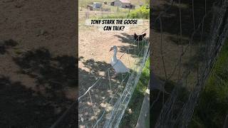 A Talking Goose?! 😂 #goose #farmanimals #homestead