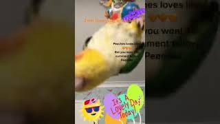 Peaches luvs likes yellow thigh caique cheeky parrot bet you wont like comment subscribe Peaches🦜