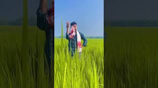 সোনগুটি ধাননি #shorts #assamesesong