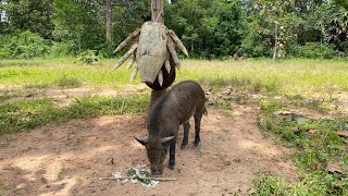 Best Quick Powerful Wild Pig Trap MakeTrap Powerful Wild #shortvideo #wildpig #WildboarTrapping