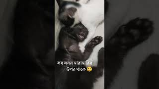 কোন কথা হবে না, শুধু মাইর হবে 😆#cat #kittten #catfight #shorts #viralshort