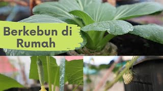 Indahnya Berkebun di Rumah - Berkebun Eps. 04