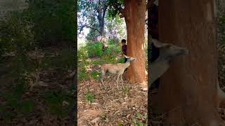 deer 🦌 attack catching jungle VFXfunny my Village jungle #shorts#viral #animals #wildlife