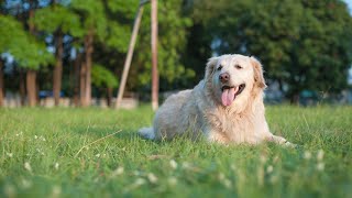 Health Concerns for Older Golden Retrievers - Are They Different?