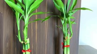 My Indoor Bamboo Plants