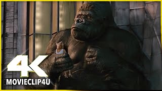 King Kong (2005) - Climbing The Empire State Building - New York City | MᴏᴠɪᴇCʟɪᴘ4ᴜ -〚HD〛