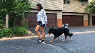 The Walk with Lucy | Funtastic K9 Training