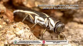 Узкотелая двухполосая златка (Agrilus bilineatus (Weber))