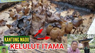 KANTUNG MADU KELULUT ITAMA