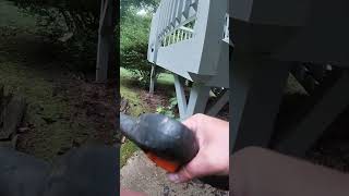 POV Clearing Leaves Off Concrete #leafblowing #leafcleanup #concretecleaning #shorts