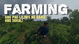 Kalamansi farming : ang paghawan sa napakabilis na damo!