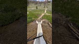 Crossing a small mountain stream on my mule. #horseriding #mule #horse #rider