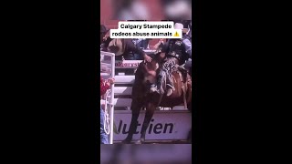 Calgary Stampede Rodeos Abuse Animals ⚠️