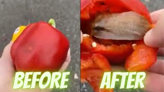 Cockroach Survives Inside Vegetable Without Air #animal #insect #tiktok #bug #respect #power #short