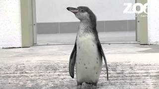 A penguin chick has its first swimming lesson