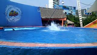 Show de delfines en el Rollo Acapulco