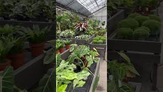 Plants#shortvideo #youtube #plant#planters #plantlover