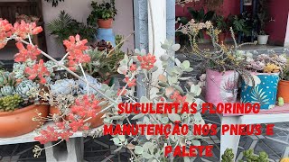 SUCULENTAS FLORINDO + MANUTENÇÃO + ATUALIZAÇÃO