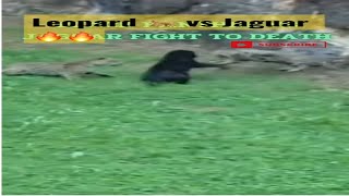 WATCH: The Epic Leopard vs Black Panther Face Off - Who Will Win? 🤔 #shorts #short #viral