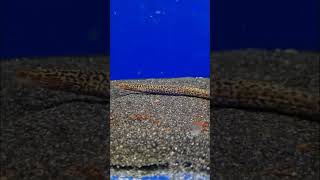 Black Spotted Eel(Mastacembelus Dayi) #aquarium #fish #aquariumfish #viral #shorts #viralshorts