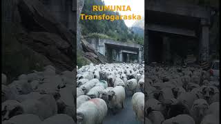 #shorts RUMUNIA droga Transfogaraska DN7C