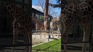 Hello there, beautiful Giraffes in Schönbrunn Zoo