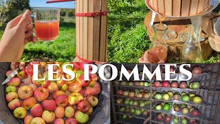 1er Pressage du jus de pommes et petites modif' dans la cave pour conserver les pommes fraiches.