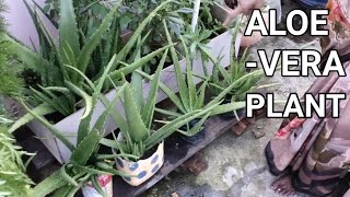 Repot Aloe Vera Pups | Transplantation of aloevera babies | Caring Tips | Uses as manure