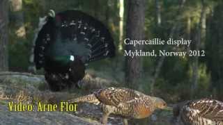 2012 Capercaillie display in Mykland Norway. Tiurleik i Mykland