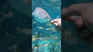 Hand-Feeding Tropical Fish! #shorts #nature #ocean #explore #trending #fishing #youtube