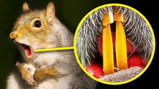 Les Dents Des Écureuils Sont Orange Et 100+ Faits Sur Les Animaux Que Tu Voudras Chercher Sur Google