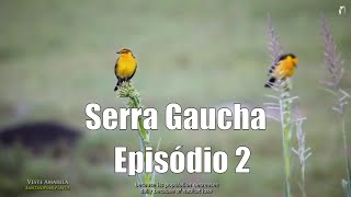 Observação de aves - Expedição Mata Atlântica - Serra Gaucha  RS - Ep 2