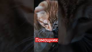 Кот  Дима цветы 💐 сожает