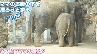 ママのお腹の下を潜ろうとしたり砂煙を上げたり忙しいアルン　2023年6月28日