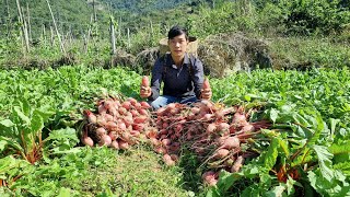 Harvesting the red radish garden to sell at the market - Daily Life | Triệu văn Tính