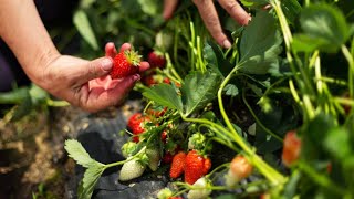 How To Grow Lots Of Strawberries🍓