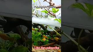 paludarium natural #paludarium #paludariumindonesia #aquascape #aquascapenatural #aquarium