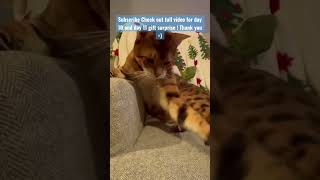 Day 10 and 11 gift opening with Magnus the Bengal cat full video  channel #cat #funny #cute #shorts