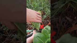 Lettuce harvesting tip 🌿 #shorts #tips