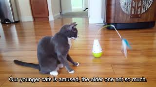 Cat tests out the All For Paws Interactive Feather Cat Toy