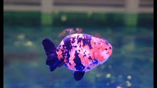 Goldfish Documentary 金鱼纪录片 Ep2