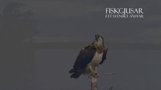 Fiskgjuse - ett Svenskt ansvar