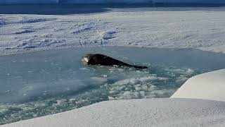 Weddell seal pup looking for its mother.