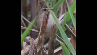 MARSH WRENS